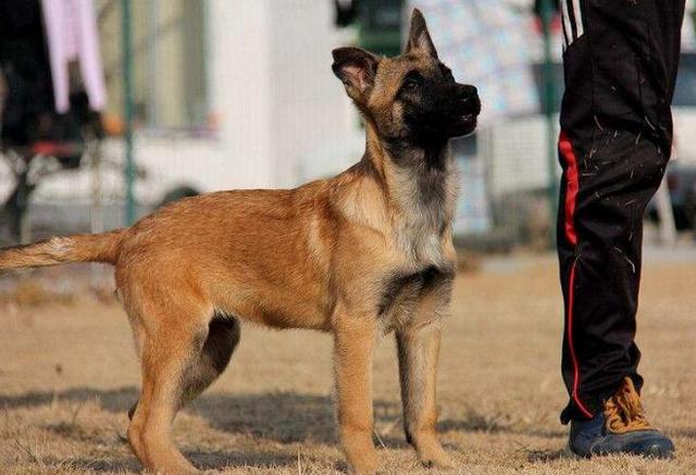 马犬价格调低,为什么还是没人买?原因有5个|金毛|狗狗|精力_新浪新闻