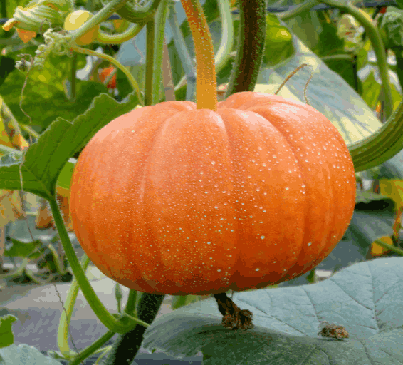 主要是因为南瓜子是一种碱性食物,其中含有着丰富的膳食纤维,能够促进