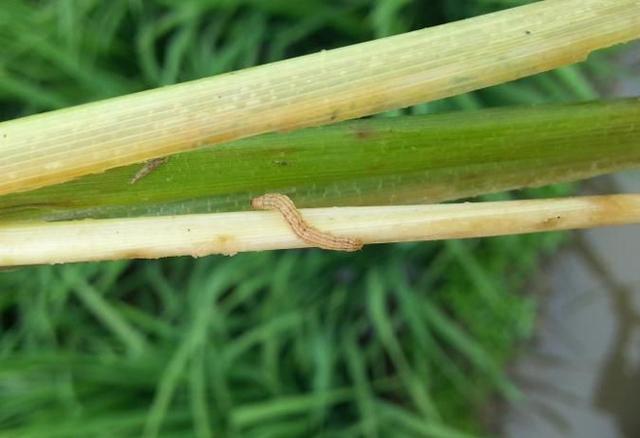 熏蒸丸兑水后治水稻病虫,伤水稻吗?