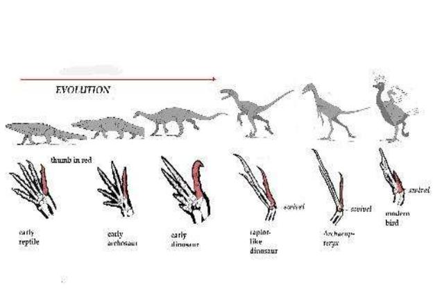 之外,我们现如今见到的许多鸟类,其实就是由早期的小型恐龙进化而成