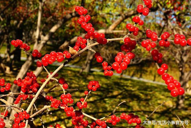 农村这种植物结果满枝红艳, 不仅好看还可入药, 价值很珍贵!