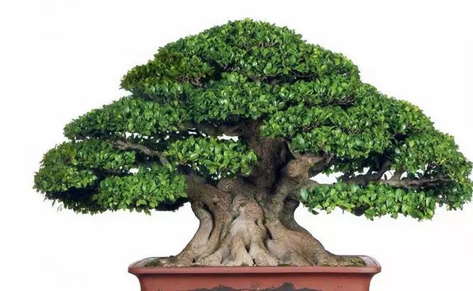 这"2种盆栽树",寓意好,还"增值",花友都喜欢将它们养客厅|榕树|盆栽|