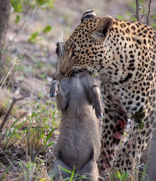 看着花豹的眼神就知道有多凶猛,小疣猪也马上就变成了盘中餐!