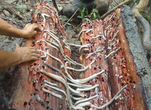 男子劈开木头后,收获了满满的"好东西",让人大开眼界|蛆|蛤蛎|双壳