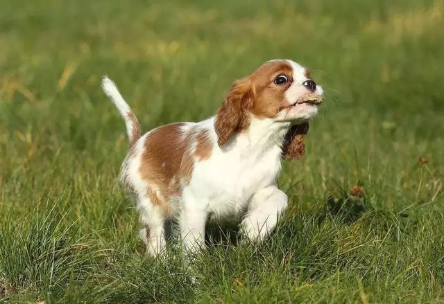 宠物|折耳猫|猎犬_新浪新闻
