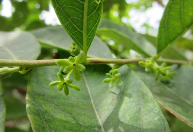 它是树上长的"南瓜",摘了能当菜炒,不仅好吃还是一味好药