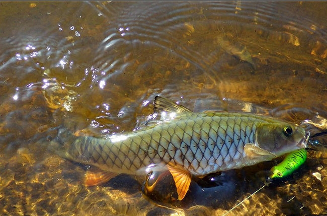 野外小溪钓到野生青棍,四五十元一斤,你钓到过吗?