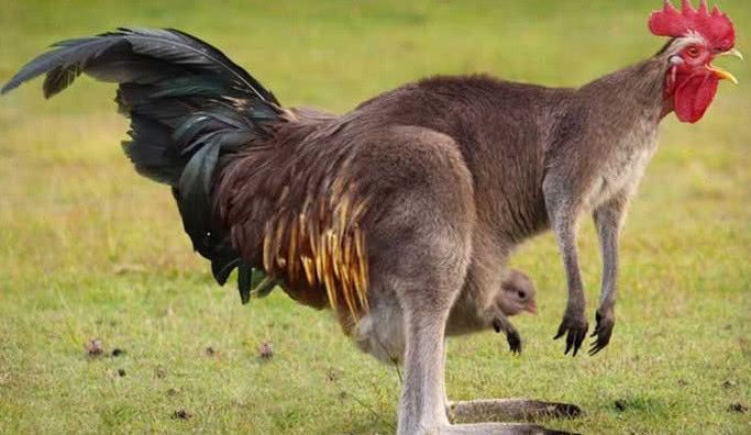 新物种的诞生,动物之间的混血宝宝!网友:企鹅二哈什么走向