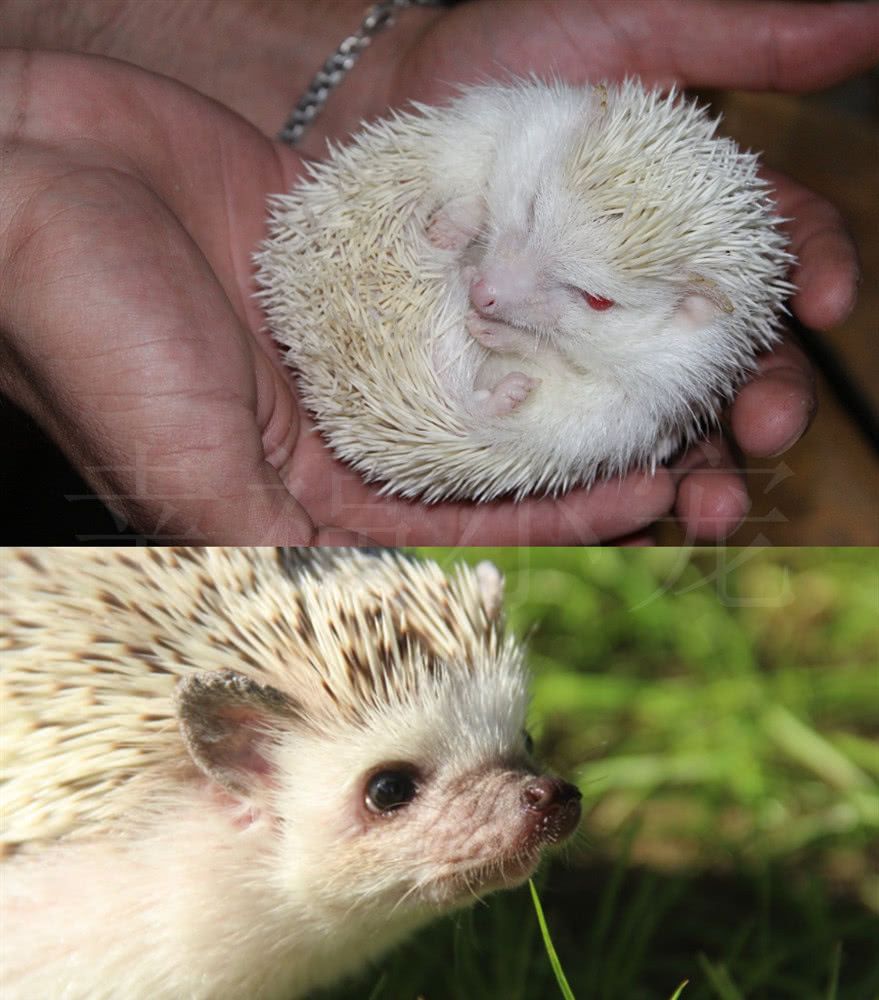 罕见"白天使":白色猩猩像老人,白色鹿像小羊,看见袋鼠心动了