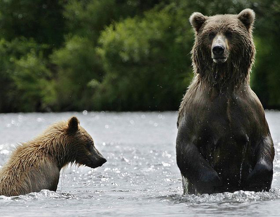 寒天雪地棕熊背着幼崽外出觅食场面温馨感动