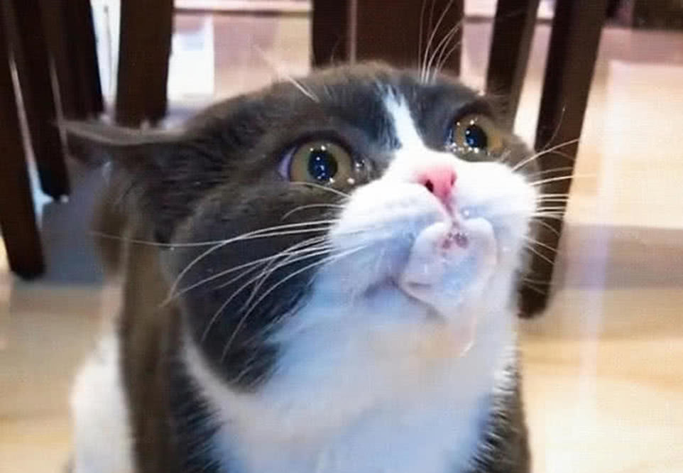 猫咪突然口吐白沫,主人却在旁边笑不停,知道隐情网友也笑了