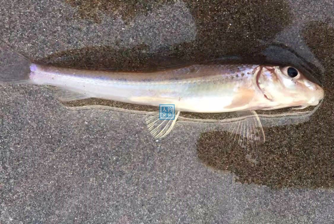 长江杂草石缝,钓获2斤野生大鲤鱼,还收获长江稀有的"沙鱼鳅"