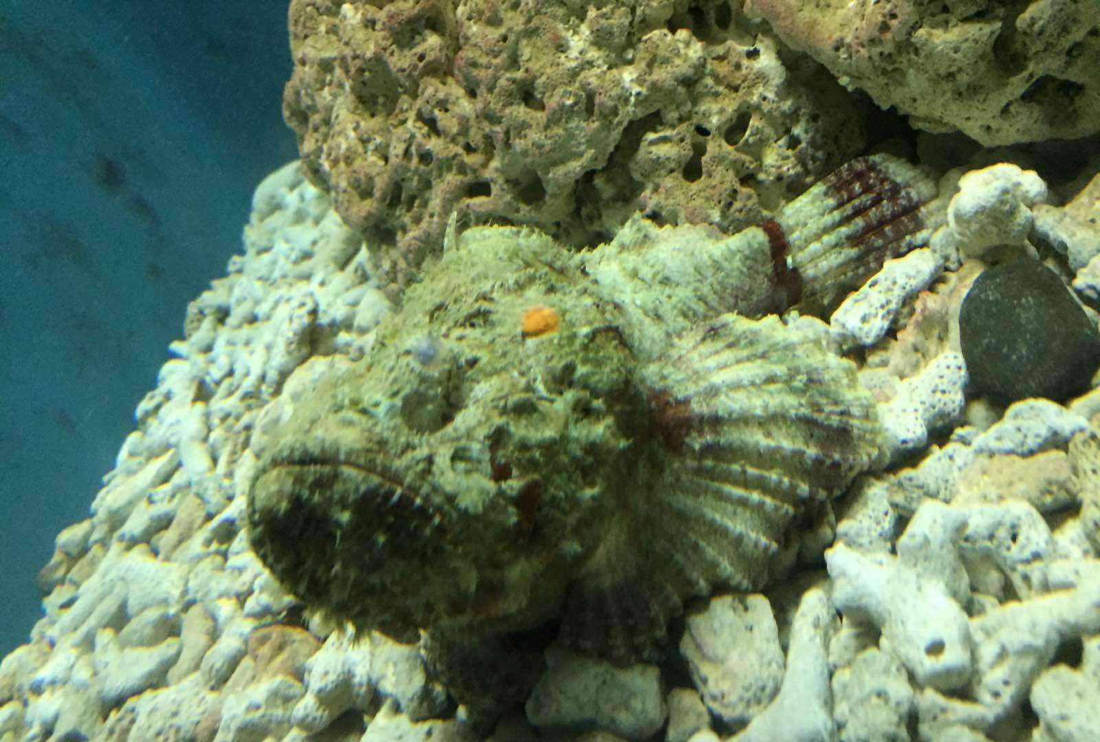 这种生物非常擅长伪装,常常将自己扮成一块石头,以此袭击猎物|猎物|鱼|生物_新浪新闻