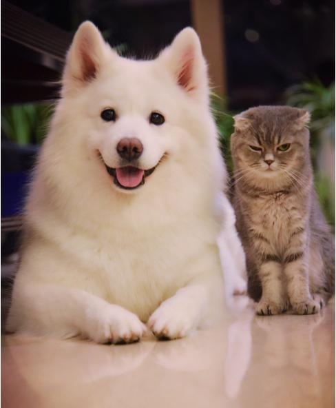 细数哪些超级听话的宠物狗看看自家爱犬是否位列其中