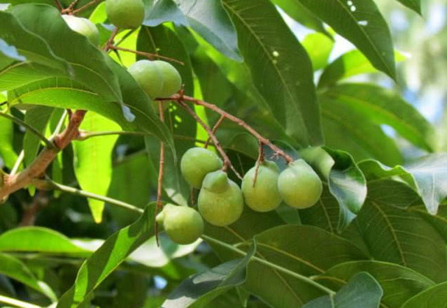 一种野果人称"洗手果",摘了能当肥皂用,从前农村少不了它