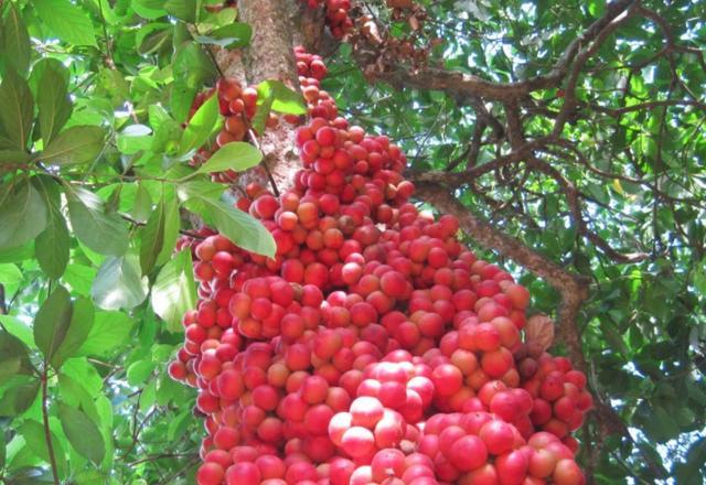 外公家门口有棵果树,年年结满红色的果实,你晓得这棵果树叫啥吗