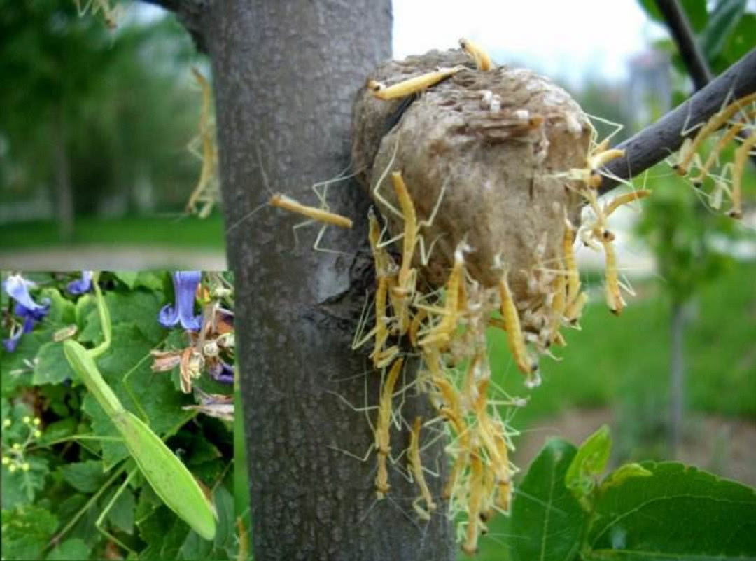 桑树上长得小疙瘩俗称走尿狗现在见到不能错过好处多多