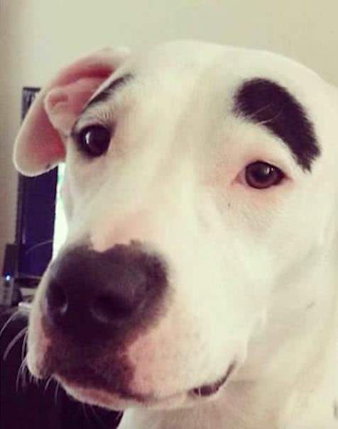 两撇囧囧的八字眉,小单眼皮,真的是囧囧有神啊,每次盯着它看都忍不住