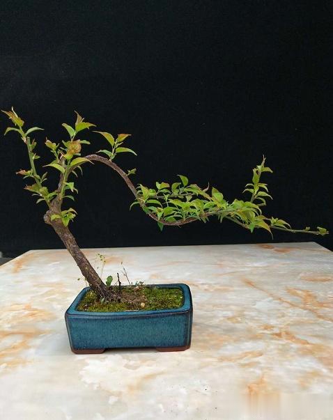 盆景是栽培技术和造型艺术的有机结合,融自然美和艺术美为一体