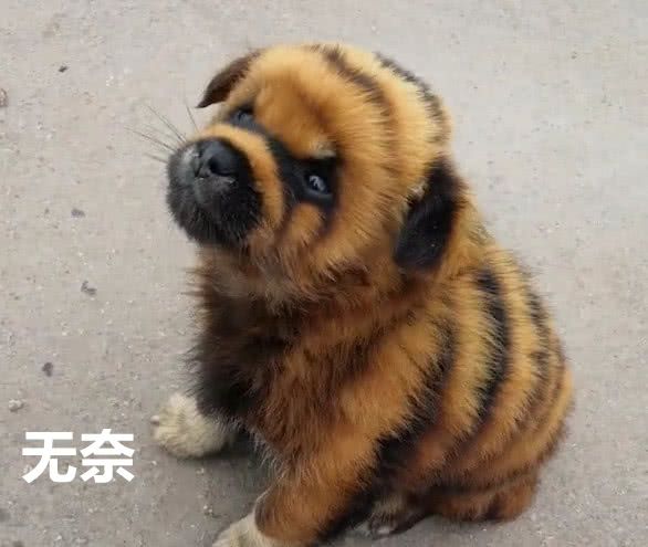 50块买下的老虎狗,回家仔细一看傻眼了:这是染色的吧