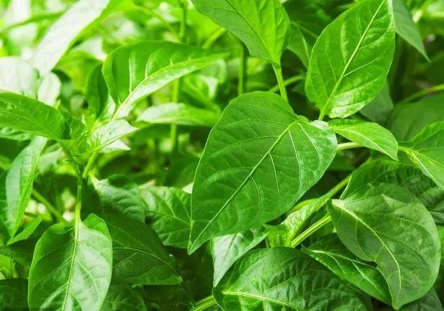 很多人都只吃它的果子,却不知道叶子也能吃,做成汤!味道很鲜美