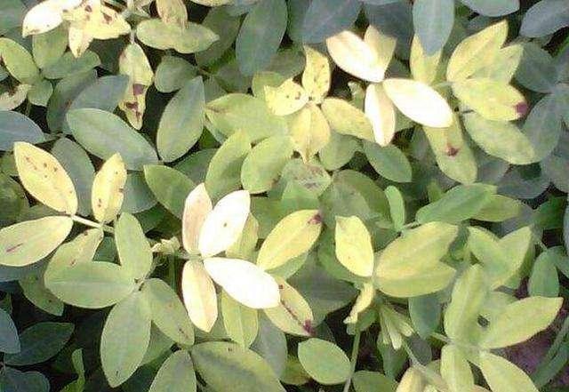 花生黄化面积大,主要是缺素引起的,补充这些叶面肥,避免减产