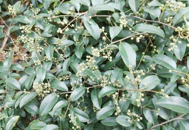 酸藤经常生长在山坡的疏林或是密林中,它的幼枝无毛,老枝上有皮孔