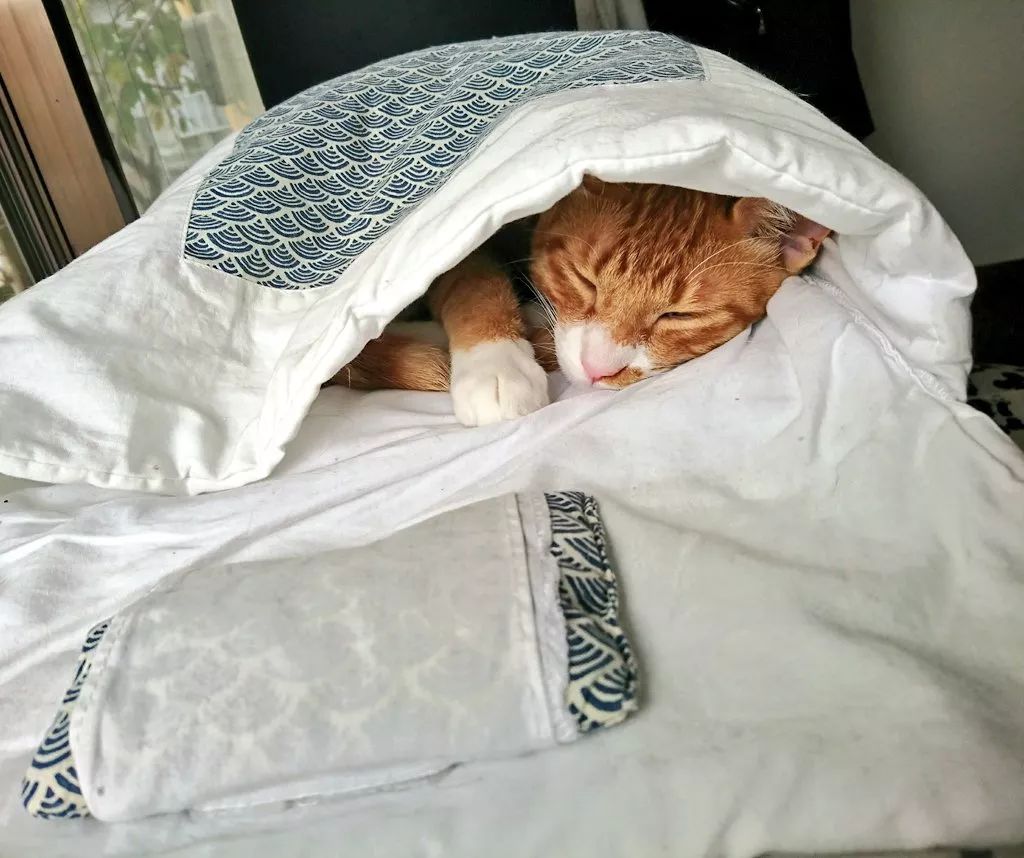 喵星人说,冬天里暖烘烘的被窝才是王道