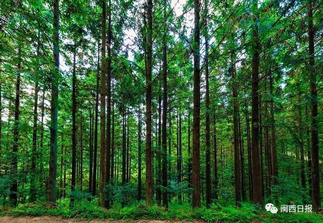 福建唯一!这个地方再添一张国家级"绿色名片"!