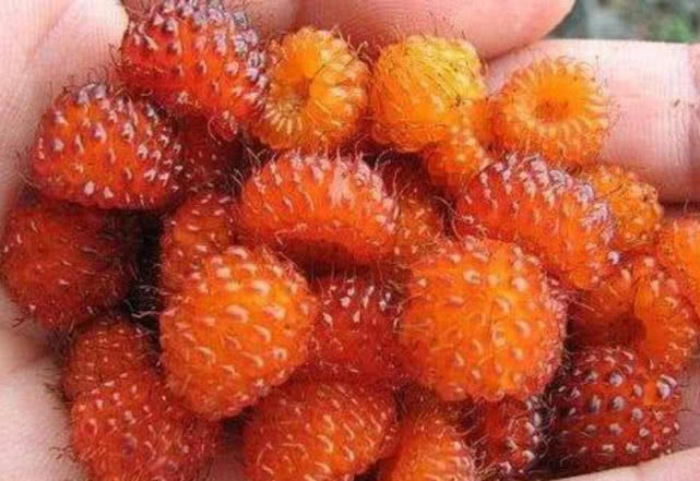 不过用来泡酒也是一大美味第一种,金娘子