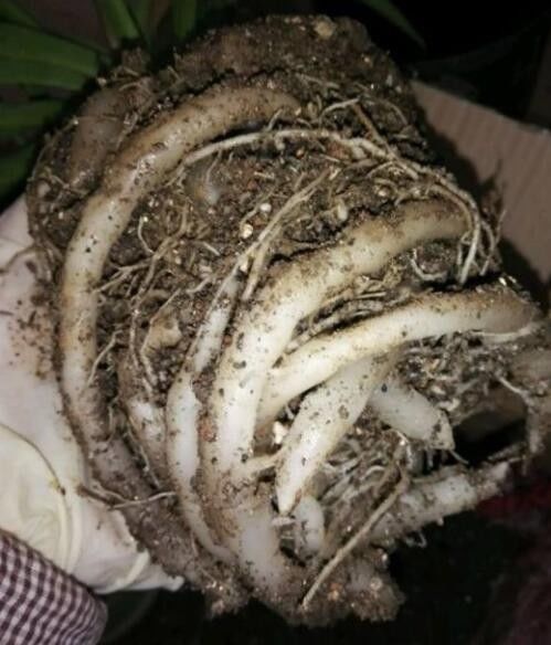 养了几年的吊兰被打翻,根部全是萝卜,全家人都看呆了!