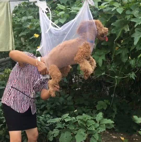 女子把泰迪挂在半空中狗四脚悬空手里还握着一把大剪子