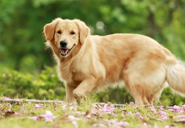 这6大习惯饲养金毛犬,会害了它!