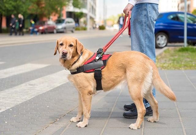 导盲犬是怎么炼成的?它们的乖巧和聪明,都是汗水凝成的成果