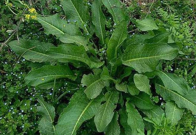 不过有一点需要注意,它的根是不能轻易食用的,有些人吃过后会有略微的