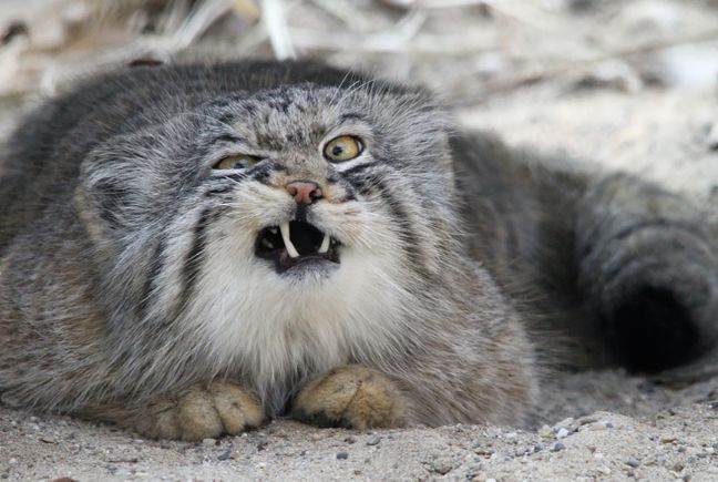兔狲这种野猫和家猫又有什么区别呢?它们有什么特别的地方吗?