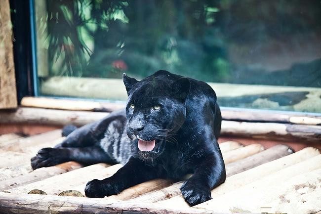 12,神威黑虎主人:赵公明能力:利爪如钩心胆壮,钢牙似剑劳凶顽.