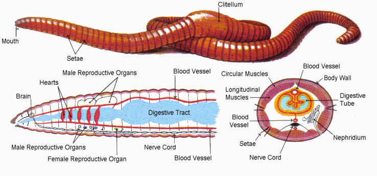 蚯蚓比大熊猫更重要!为何达尔文认为蚯蚓是地球最有价值的生物?