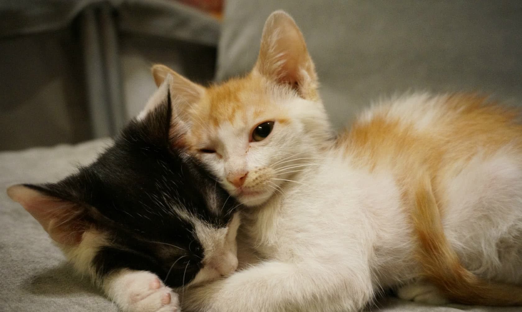 英短即将被带走,蓝猫伸手悲情挽留:不是说好一辈子都不分开的吗