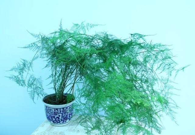 文竹叶子发黄怎么办从这5个方面对症下药两个周就能郁郁葱葱