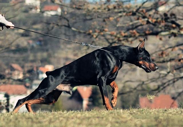 来自德意志的三叉戟|杜宾犬|罗威纳|牧羊犬_新浪新闻
