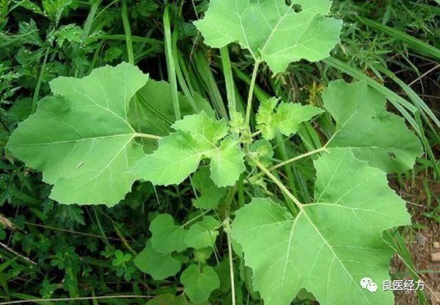 就是入药,苍耳草的果实,根茎,叶子皆可入药,它具有祛风湿,止痛等功效