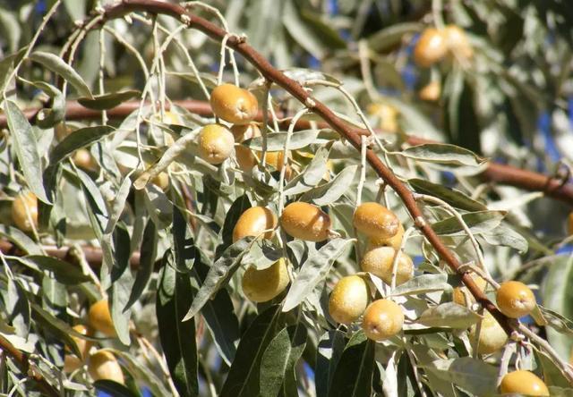 新疆荒漠里常见的这27种稀奇植物以后捡到这些宝贝可千万别丢了