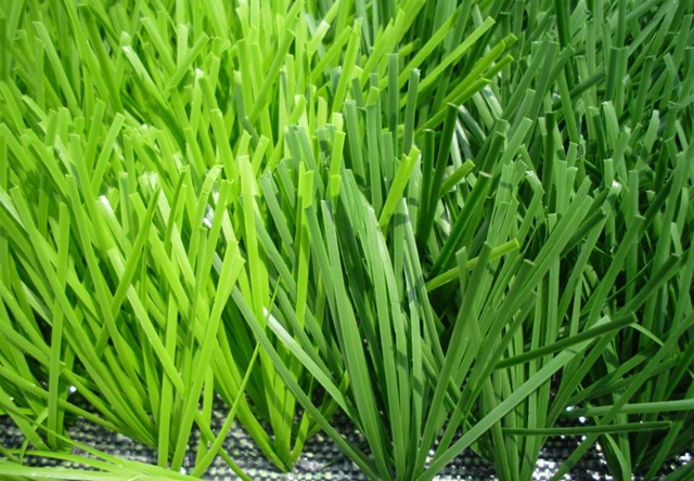 非洲"富贵"的野草,号称钻石草,当地人发财致富的捷径