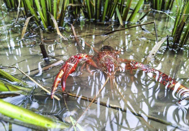 养殖小龙虾第二年很难长个?而且壳越来越硬,这5点要排查!