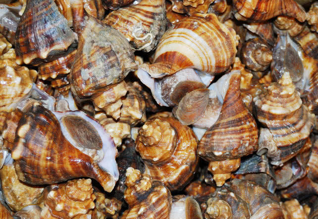 海螺的尾部究竟可不可以吃呢网友看完之后终于明白了