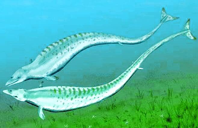 龙王|虎鲸|大白鲨_新浪新闻