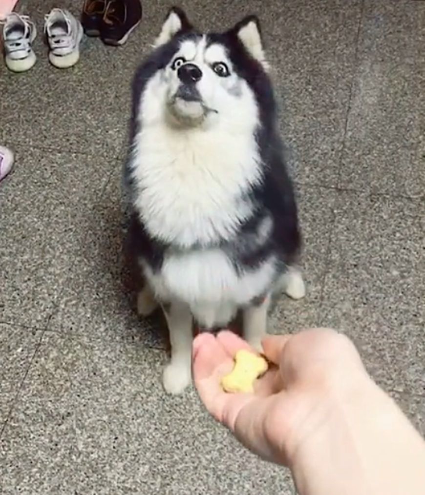 这天,小杨遛完狗回家给狗狗喂小饼干,小杨打算把饼干扔在空中让狗自己