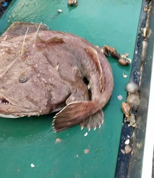 满嘴牙齿的一条鱼,吃田螺如脆骨,让人看着都发抖!