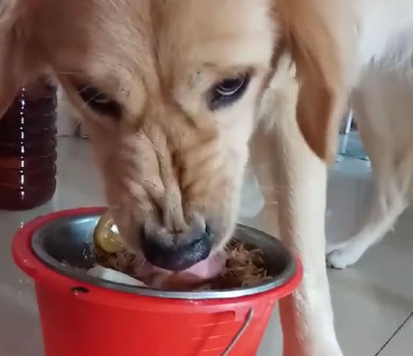 超护食的金毛犬,凶起来连主人都不认,这样的狗狗还能养嘛?